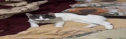 Domestic Shorthair cats for sale: Female Domestic Shorthair Cat Grey and White in Croydon - Advert 16