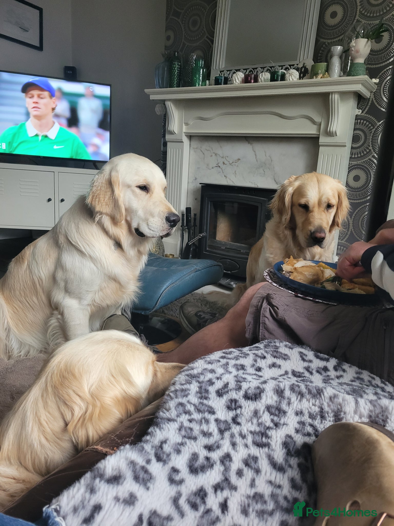 Golden Retriever dogs for sale: KC Registered Health Tested Golden Retriever Pups in Chester - Advert 8