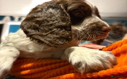 Cockapoo dogs for sale: Stunning F2 cockapoo puppies  - Image 14