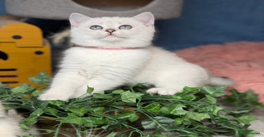 British Shorthair cats British shorthair kittens  silver/ golden TICA - Advert 3