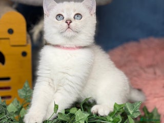 British Shorthair cats British shorthair kittens silver/ golden TICA - Advert 10