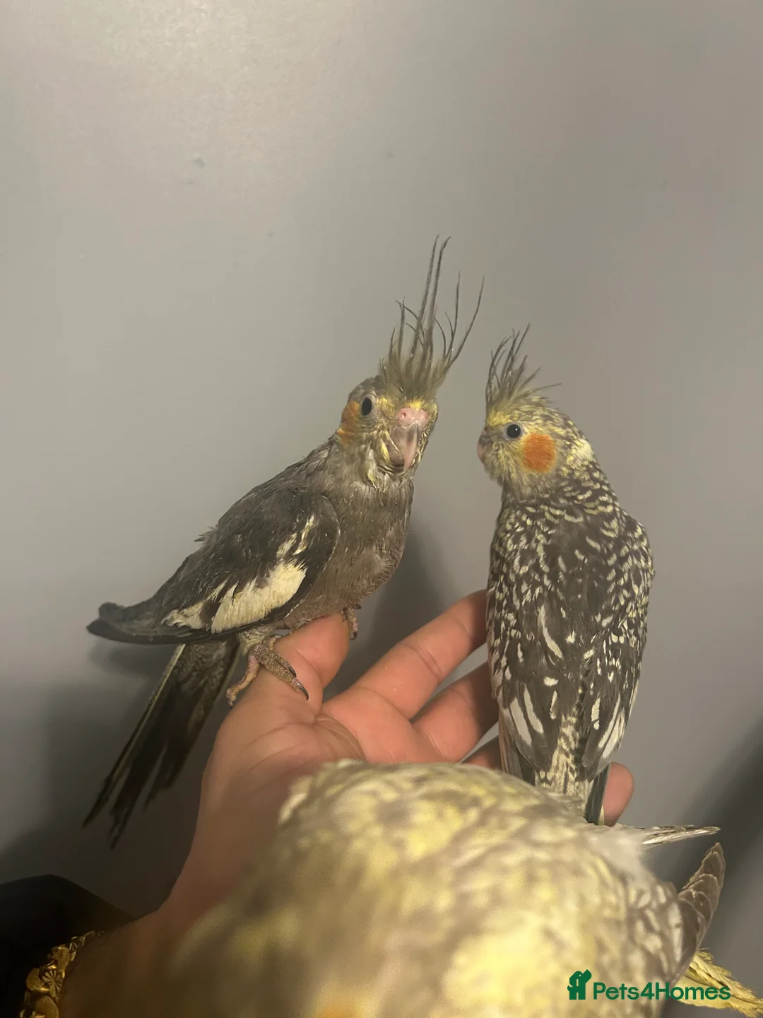 Cockatiels birds for sale: Hand Reared Stunning Baby Cockatiels  - Advert 7