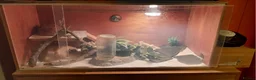 Gecko reptiles for sale: Free female leopard geckos - Advert 4