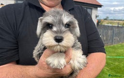 Miniature Schnauzer dogs for sale: Just 2 boys and girls available raised with love - Image 34