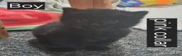 Mixed Breed cats for sale: 4 week old kittens in Nottingham - Advert 11