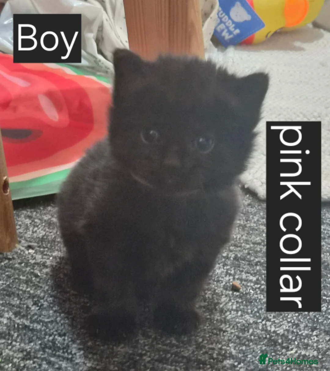 Mixed Breed cats for sale: 4 week old kittens in Nottingham - Advert 11