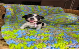 Biewer Terrier dogs for sale: Pure breed Biewer Terrier puppies 4 Generation  - Image 15