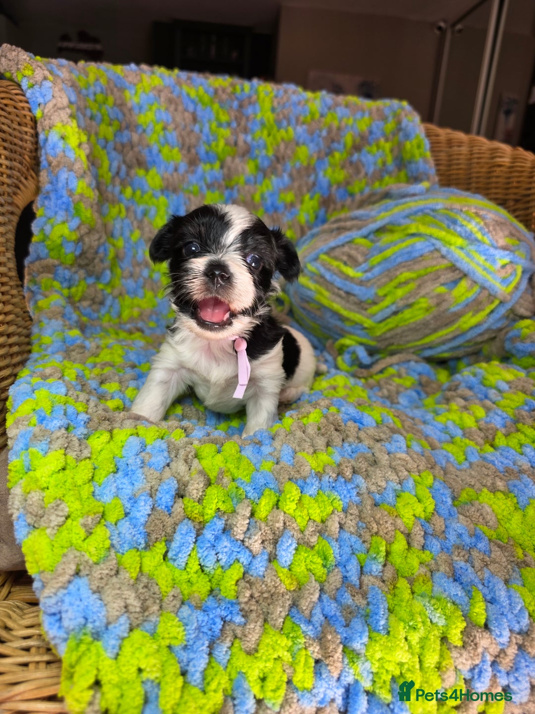 Biewer Terrier dogs for sale: Pure breed Biewer Terrier puppies 4 Generation  - Image 15