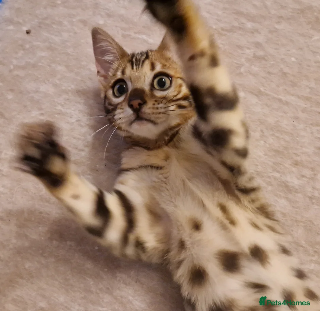 Bengal cats for sale: Stunning Rosetted Girl  - Advert 4