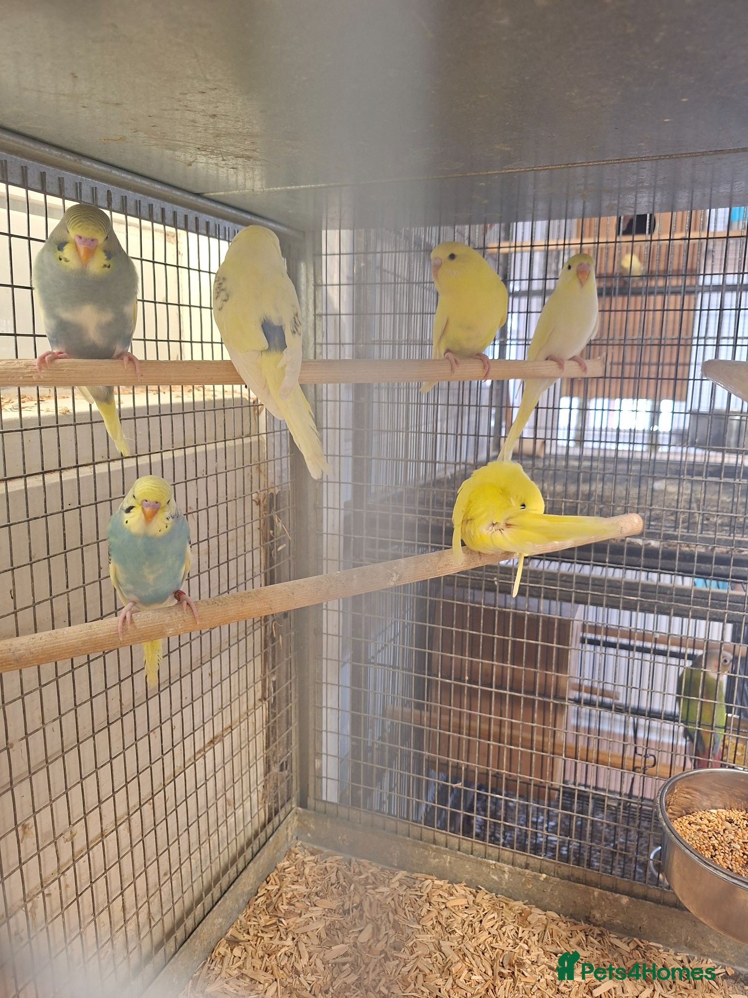 Budgerigars birds Baby budgies for sale - Advert 1