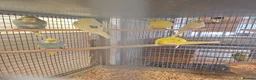 Budgerigars birds for sale: Baby budgies for sale - Advert 1