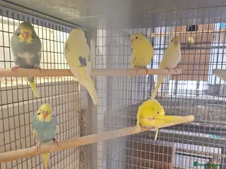 Budgerigars birds for sale: Baby budgies for sale - Advert 2