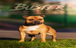 Staffordshire Bull Terrier dogs for stud: 🥨 Top Quality Red SBT Stud 🥨 - Image 3