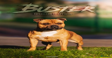 Staffordshire Bull Terrier dogs - Advert 8