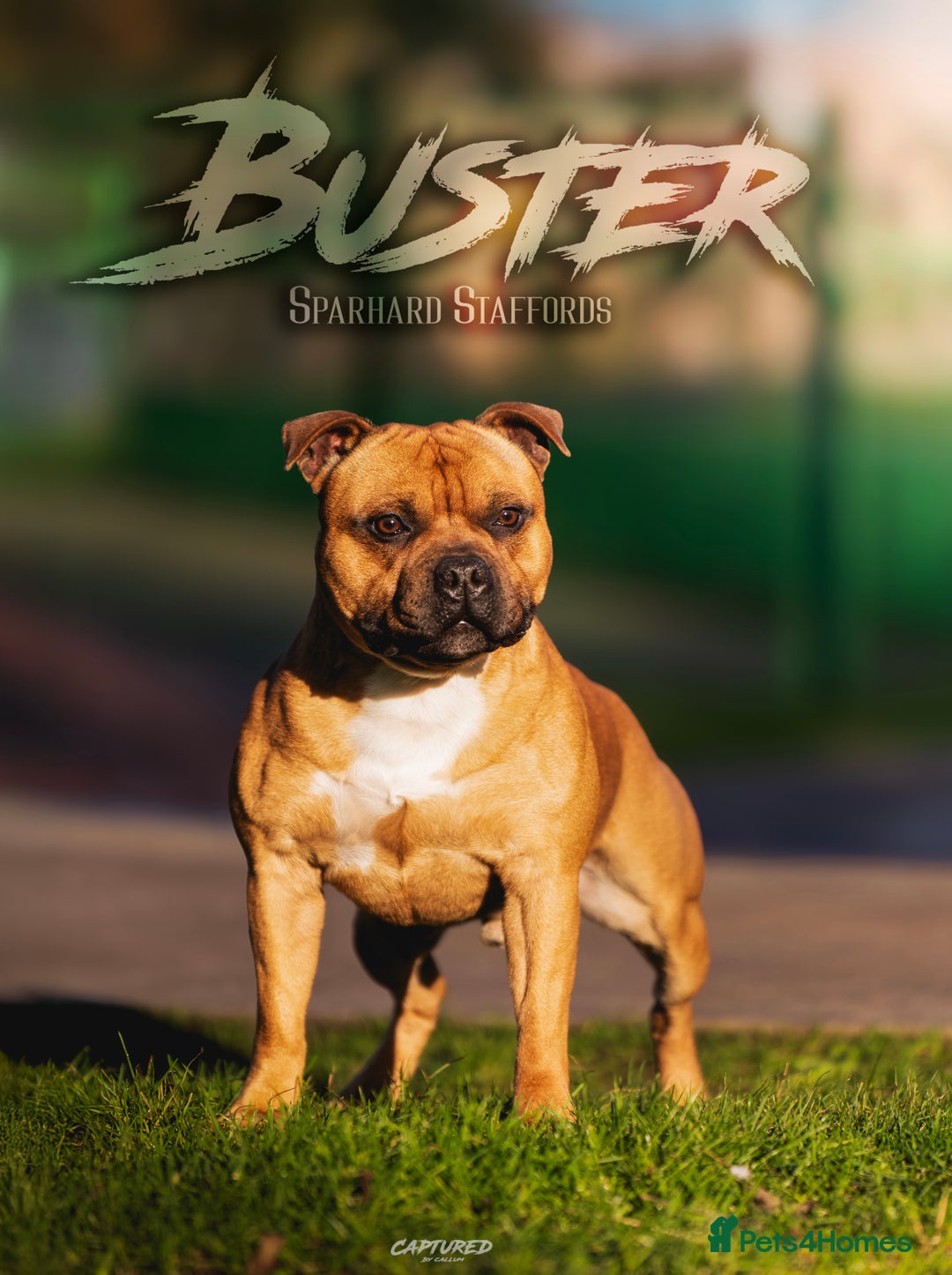 Staffordshire Bull Terrier dogs for stud: 🥨 Top Quality Red SBT Stud 🥨 - Image 3