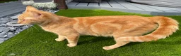 Maine Coon cats for sale: Maine Coon Cross Kittens  - Advert 3