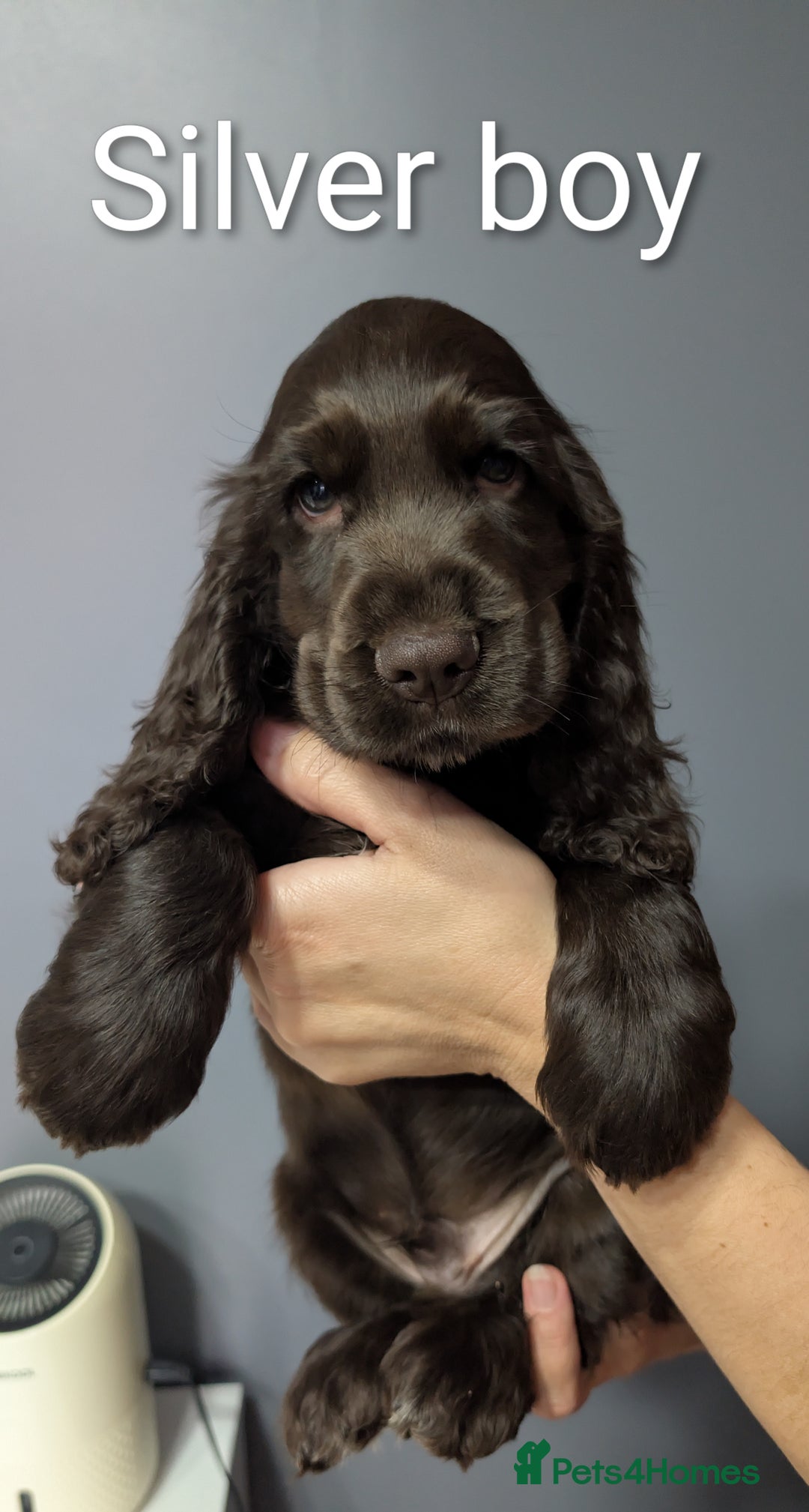 Cocker Spaniel dogs for sale:  Show type cocker spaniel puppies (SOLD) - Image 7