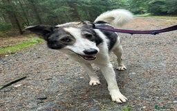 Mixed Breed dogs for adoption: Matteo - Norwich Norfolk  - Image 21