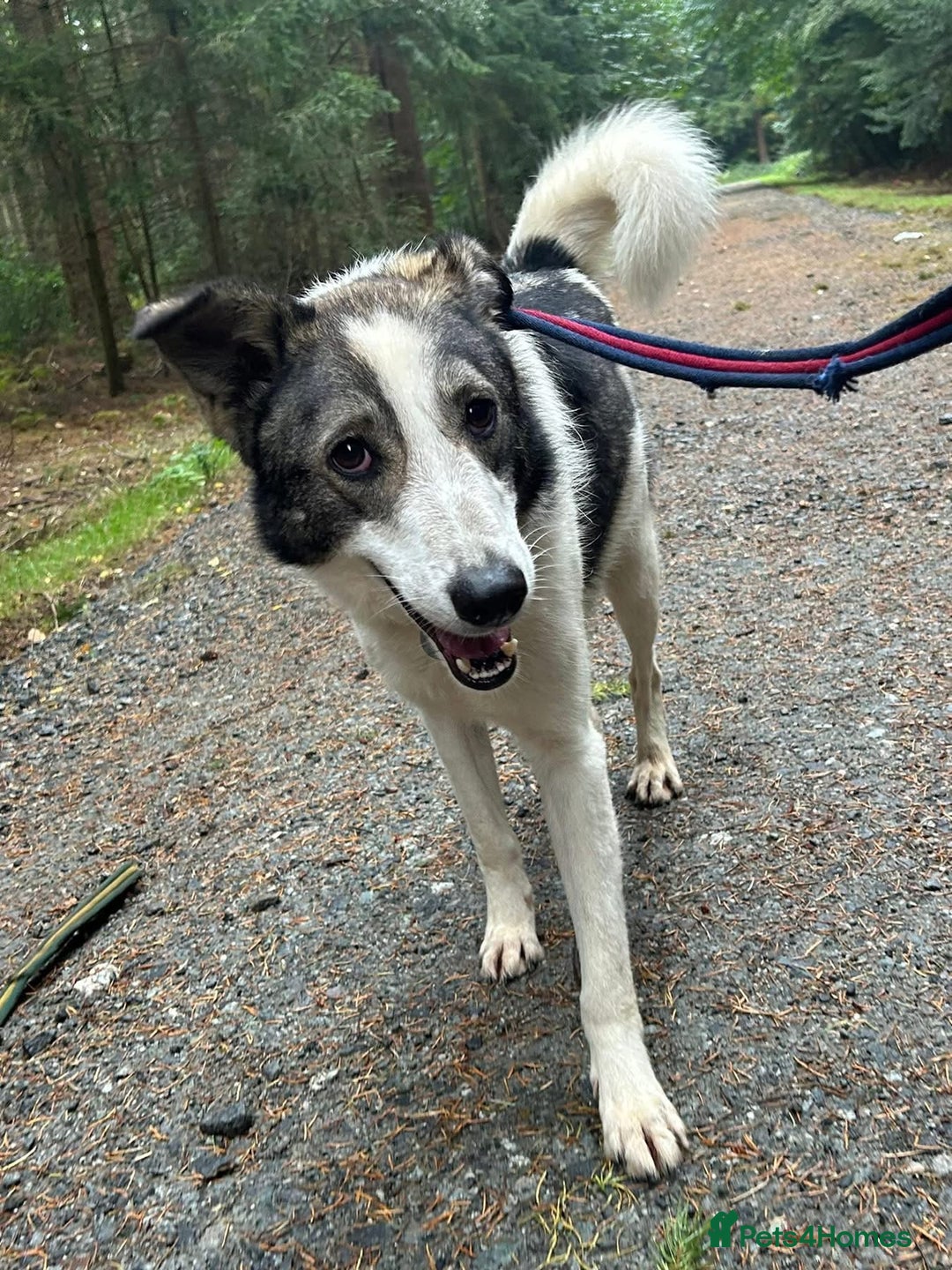Mixed Breed dogs for adoption: Matteo - Norwich Norfolk  - Image 21