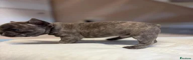 French Bulldog 1