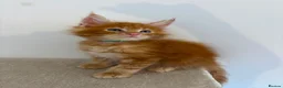Maine Coon cats for sale: 🧡 Pedigree TICA Registered Maine Coon Kittens 🧡 - Advert 11