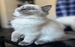 Ragdoll cats for sale: FIFe Registered Ragdoll Kittens Champion Line  - Image 15