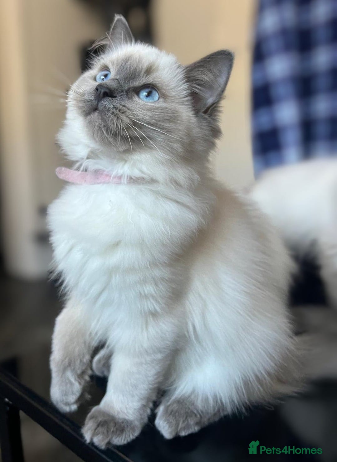 Ragdoll cats for sale: FIFe Registered Ragdoll Kittens Champion Line  - Image 15