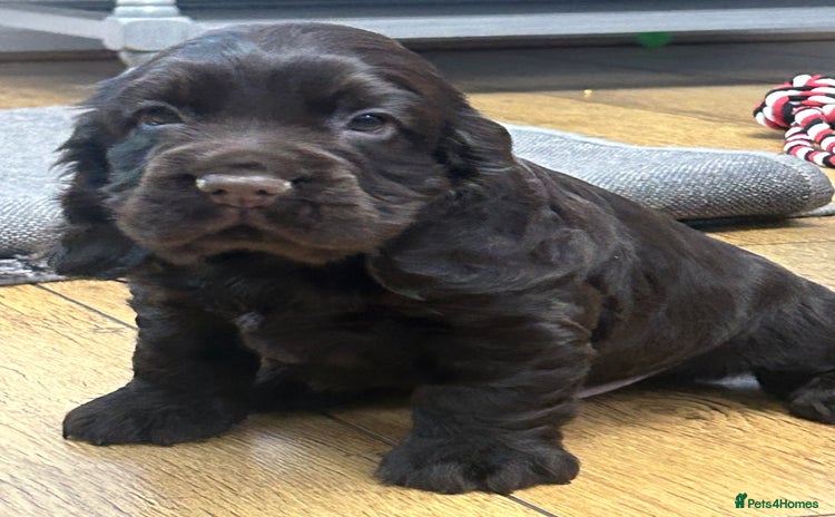 Cocker Spaniel dogs - Advert 13
