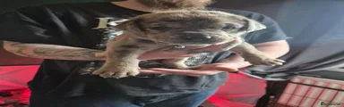 Cane Corso Puppy 4