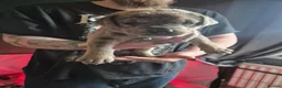 Cane Corso dogs for sale: Cane corso cross tibetan mastiff puppies - Advert 21