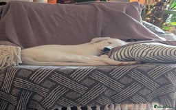 Mixed Breed dogs for adoption: Kira for adoption - Image 4