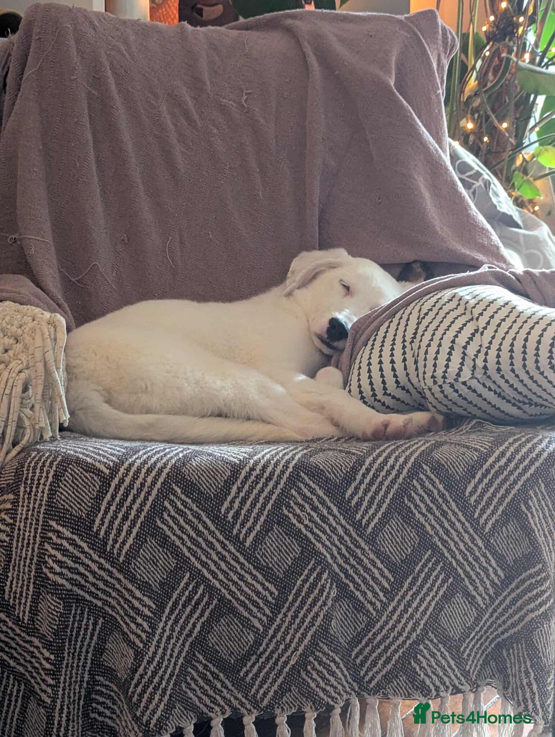 Mixed Breed dogs for adoption: Kira for adoption - Image 4