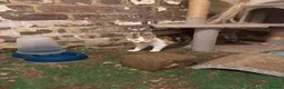 Mixed Breed cats for sale: 2 kittens looking for forever home - Advert 4