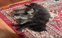 Mixed Breed cats for sale: 1/4 Persian, 1/4 Ragdoll kittens looking for home - Image 6