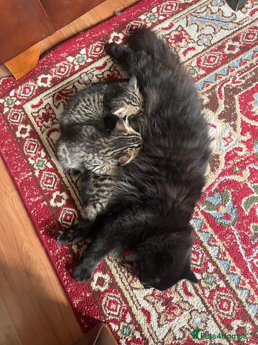 Mixed Breed cats for sale: 1/4 Persian, 1/4 Ragdoll kittens looking for home - Image 6