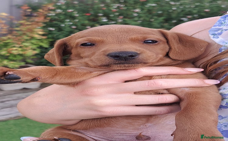 Mixed Breed dogs - Advert 14