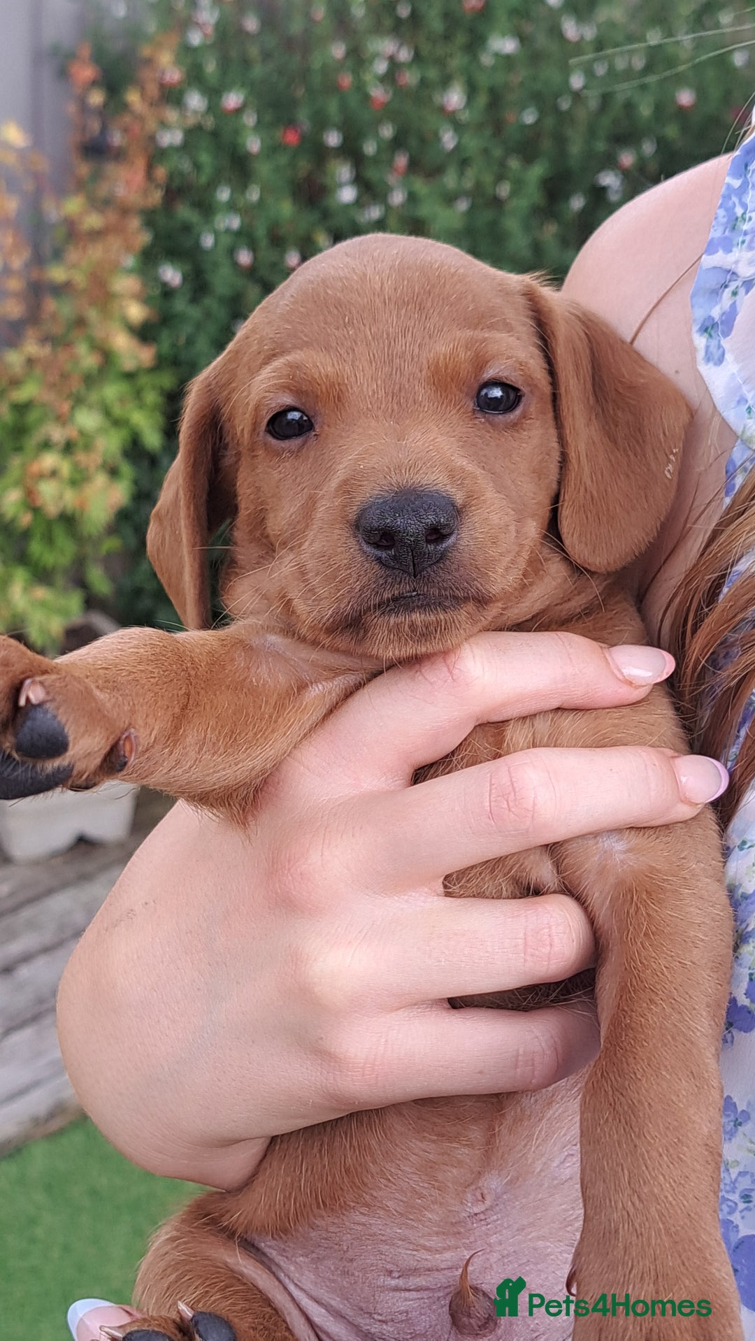 Mixed Breed dogs for sale: Dockerpoo puppies - Image 1