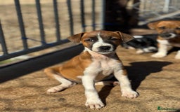 Jack Russell dogs for sale: Jack Russell’s - Image 12