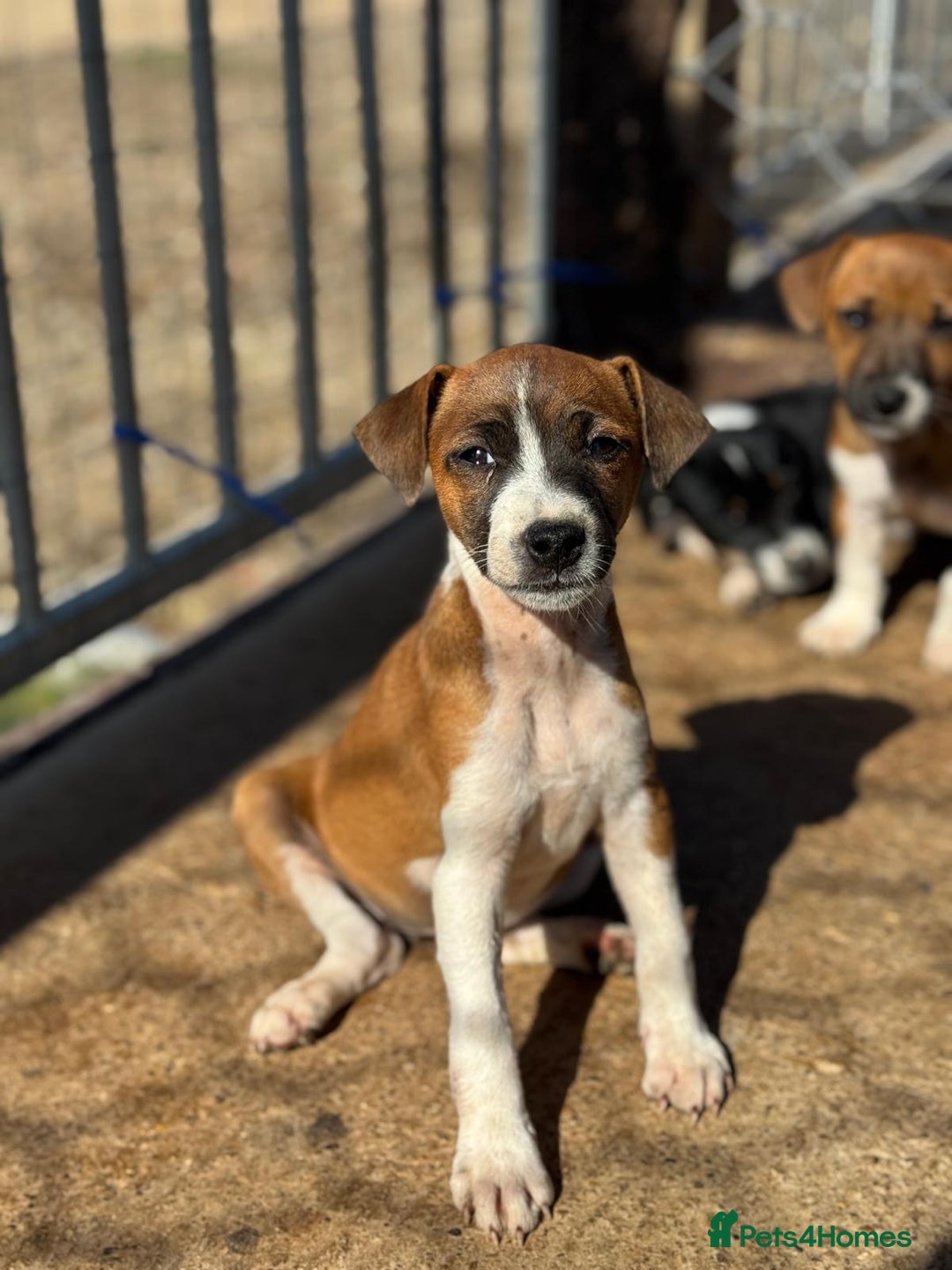 Jack Russell dogs for sale: Jack Russell’s - Image 12