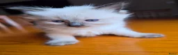 Ragdoll cats for sale: Beautiful Ragdoll Kittens Ready From 11th August - Advert 17