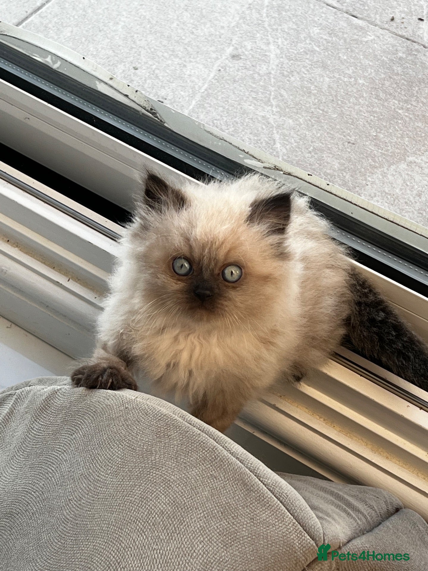 Persian cats Persian kittens for sale, ready now - Advert 11