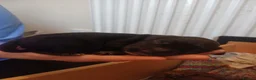 Cocker Spaniel dogs for sale: Beautiful Cocker Spaniel puppies  in Sheffield - Advert 16