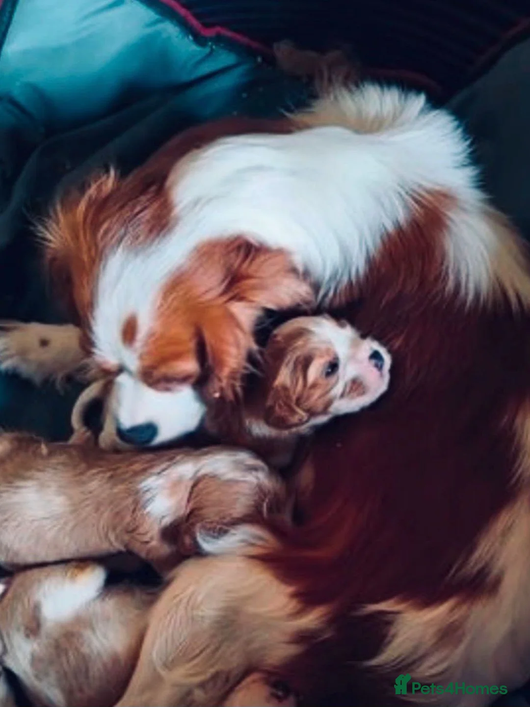 Cavapoo dogs for sale: Beautiful f1b cavapoo puppies  - Advert 9