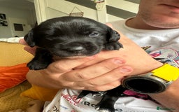 Mixed Breed dogs for sale: Labrador x Patterdale Puppies - Image 16
