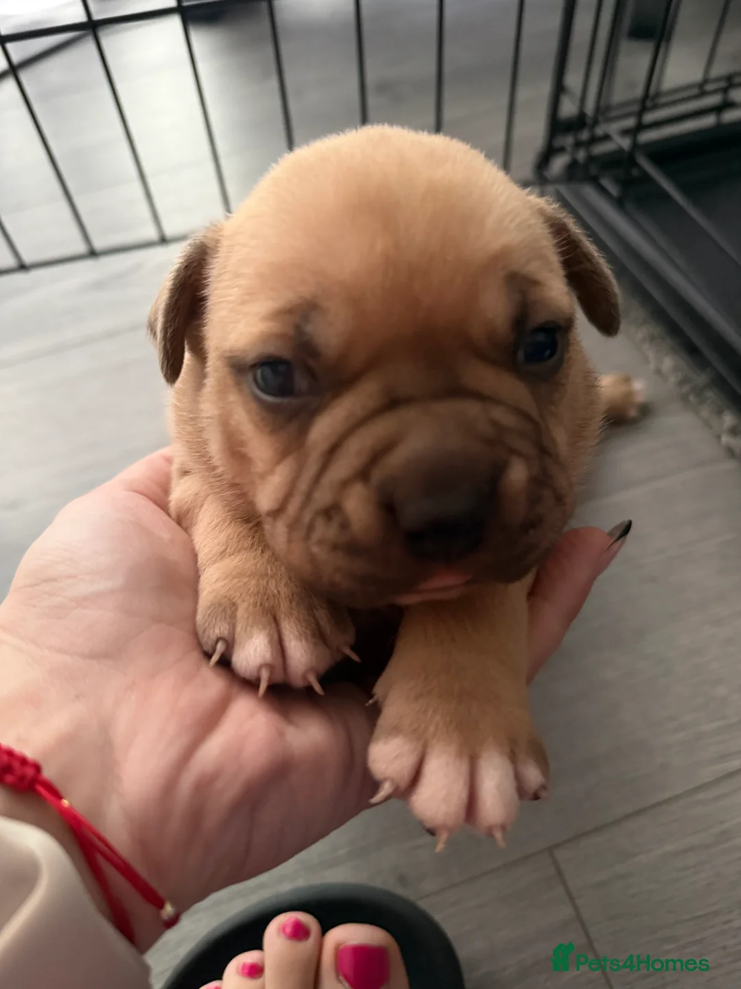 American Bully dogs for sale: American bully classic puppies for sale  - Advert 25