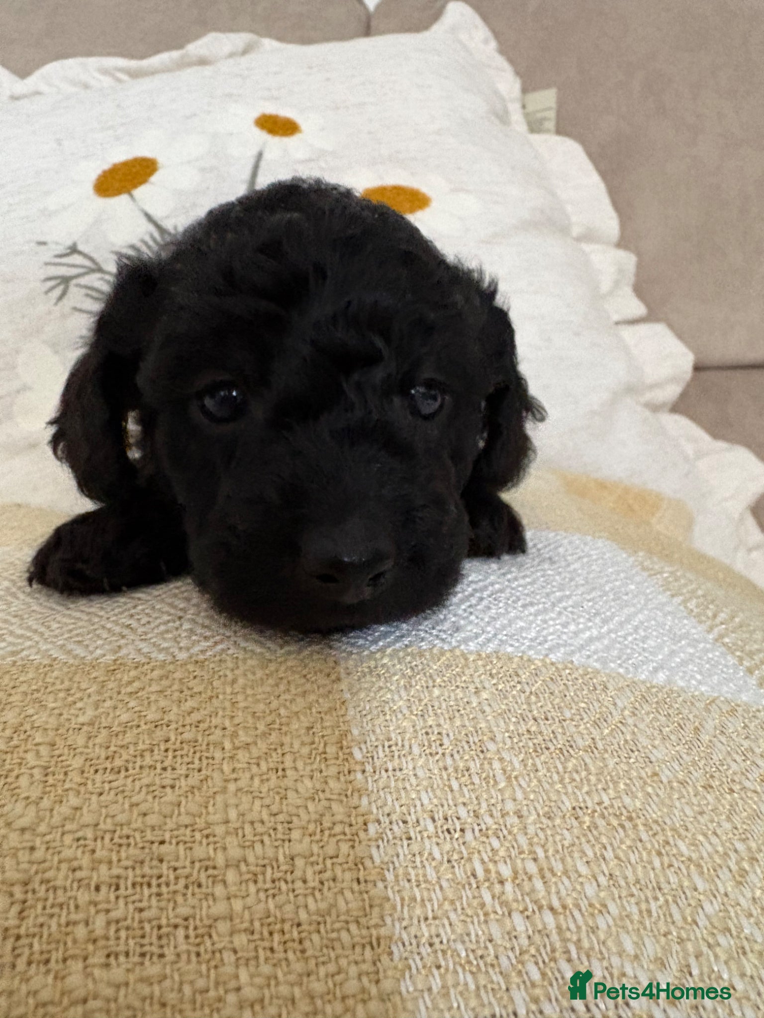 Labradoodle dogs Adorable Miniature labradoodle 💝 - Advert 4