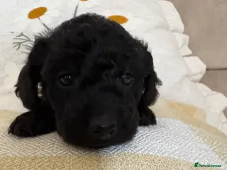 Labradoodle dogs Adorable Miniature labradoodle 💝 - Advert 4