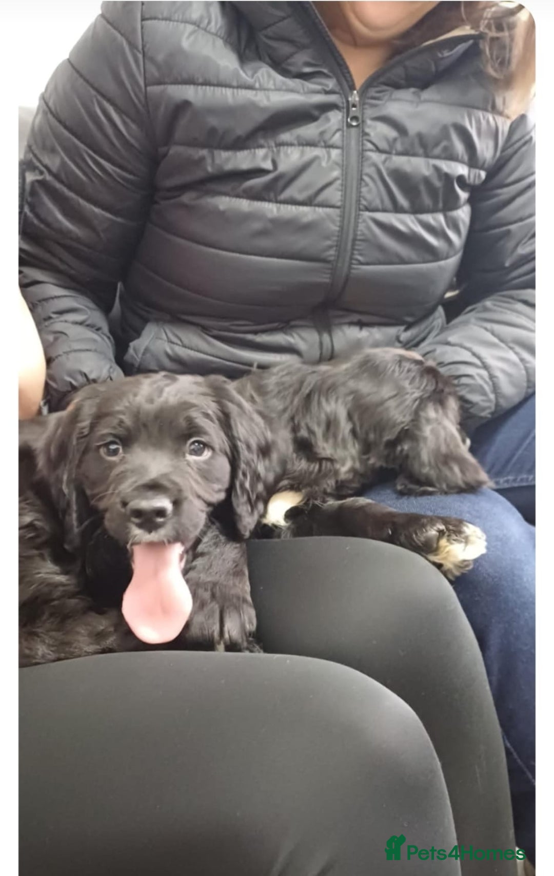 Sprocker dogs for sale: F1 SPROCKER SPANIELS ( 1 BOY LEFT )  - Advert 27