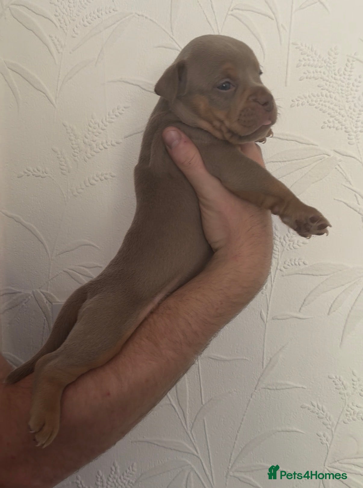 Olde English Bulldogge dogs 7 old tyme bulldog puppies available  - Advert 18