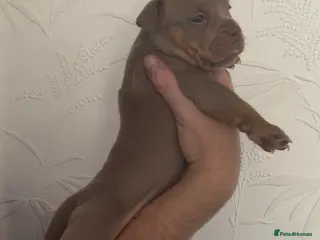 Olde English Bulldogge dogs 7 old tyme bulldog puppies available - Advert 14